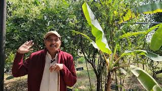 Cinnamon  dalchina chekka plant in our gardenHari Babunatural farming [upl. by Lacsap812]