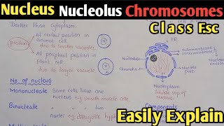 Nucleus  Nuclear Membrane  Nucleolus  Chromosomes  Nucleus Structure  Nucleus Function [upl. by Keheley]