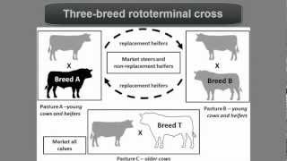 Beef Cattle Crossbreeding Systems [upl. by Primo232]