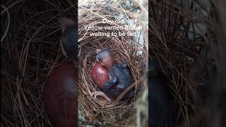 Dayold yellowvented bulbul bulbulbird babybird birdslover birdsnest [upl. by Yenohtna]