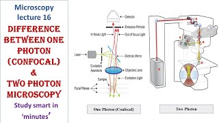 Differences between One Photon Confocal and Two Photon Microscopy  Microscopy lecture 16 [upl. by Tamsky894]