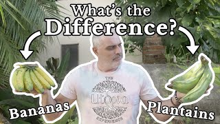 Bananas vs Plantains  What Is The Difference [upl. by Ahsieuqal]