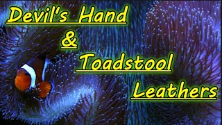 Devils Hand and Toadstool Leather Care Sarcophyton [upl. by Natanoy]