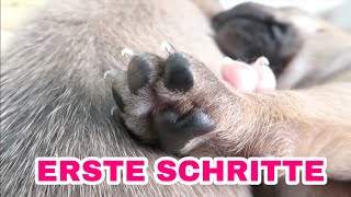 DIE ERSTEN SCHRITTE 😍🐾 [upl. by Thesda]