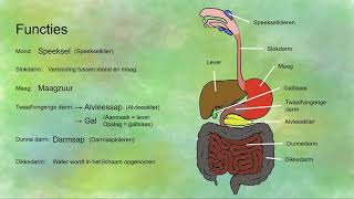 Functies van het verteringsstelsel [upl. by Attoynek]
