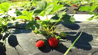 Growing Strawberries for Profit amp Year Round Fruit [upl. by Mogerly130]