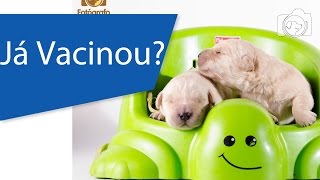 Vacinas do Cachorro  Como funciona a vacinação [upl. by Maller]