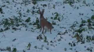 Ein Feldhase rennt im Schnee Bodenheim [upl. by Ecirrehs]