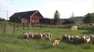 Australian Cattle Dog Herding Sheep [upl. by Ydnelg]