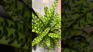 Calathea Rattlesnake plants mychannel [upl. by Maillw]