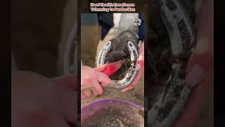 Hoof Health Excellence Trimming to Perfection horse satisfying rescue wood horse viralshort [upl. by Ykcin]