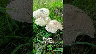 Edible parasol mushrooms  UK Springfields [upl. by Edithe135]