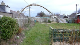 Pollarding Willow And Making A Willow Archway [upl. by Llenrap]