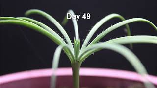 PINE TREE growing from Seed to Tree in 53 Day Time lapse [upl. by Tammie]