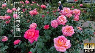 【4K HDR Rose】In Tokyo the season for enjoying autumn roses has arrived [upl. by Byram]