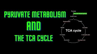 USMLE Step 1  Lesson 57  Pyruvate Metabolism and the TCA Cycle [upl. by Dietsche735]