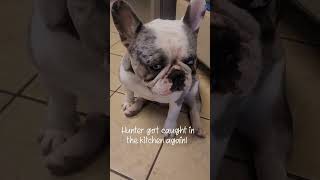 Hunter waiting for someone to feed him again frenchbulldoglove youtubeshorts viral [upl. by Lehsar]