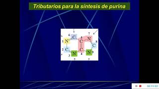 Nucleotidos Bioquímica [upl. by Nerfe401]