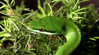 Portrait du Serpent rhinocéros [upl. by Arhoz]