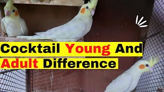 Cockatiel Young And Adult Ki Pehchan  Cockatiel Young And Adult Difference  Adult And Young [upl. by Bazil]