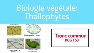 Introduction thallophytes [upl. by Ofloda245]