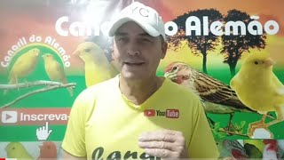 Ivermectina para tratar rouquidão ácaro na traquéia  Canaril do Alemão [upl. by Enois]