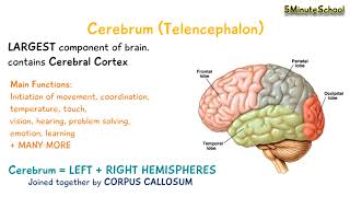 Cerebrum Telencephalon [upl. by Ylrahc358]