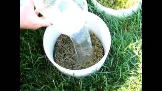 Soapy water flushing for black cutworms in turfgrass [upl. by Tonjes]