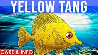 Yellow Tang  All About The Yellow Tang Fish  Yellow Tang Info And Care [upl. by Aelram]