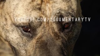 PRESA CANARIO THE CATCH DOG FROM THE CANARY ISLANDS [upl. by Fidelis119]