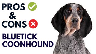 Bluetick Coonhound Dog Pros and Cons  Bluetick Coonhound Advantages and Disadvantages [upl. by Studnia]