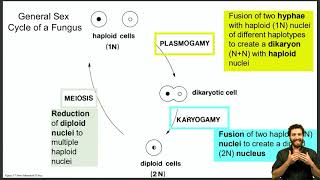 Life cycle discussion of Basidiomycetes Ascomycetes and Oomycetes [upl. by Devondra]