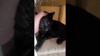 Watch  Kitten Tigress Girl Being Loved  For a Cat Fun YouTube Shorts  Video Entertainment [upl. by Zucker]