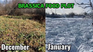 Brassica Food Plot Deep Snow Winter Update [upl. by Erund623]