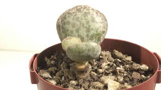 Adromischus Marianae var Hallii [upl. by Harmaning]