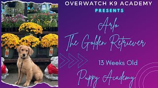 Arlo  13 Wo Golden Retriever  Puppy Academy  OverWatch K9 Academy [upl. by Aihpledalihp]