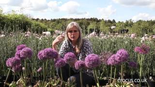 How to grow Alliums  Crocuscouk [upl. by Tingey]