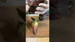 Peeling and Cutting Artichokes shorts food new subscribe video [upl. by Corbet]