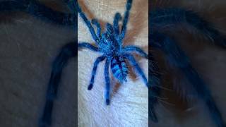 Caribena Versicolor Tarantula sling tarantulasoftheworld spider shots trending [upl. by Fugere]