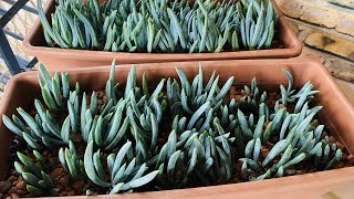 GROWING BLUE CHALK  SENECIO SERPENS  PROPAGATION AND CARE GUIDE [upl. by Faletti]