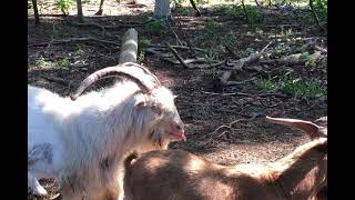 Crazy goat has tongue hanging out [upl. by Rheingold]