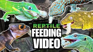 FEEDING MY PET REPTILES 38 SILKWORMS LIZARDS TURTLES FROGS AND MORE SILKWORM FEEDING VIDEO [upl. by Eleumas963]