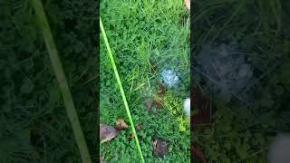 Backyard Science Experiment ￼ [upl. by Girish]