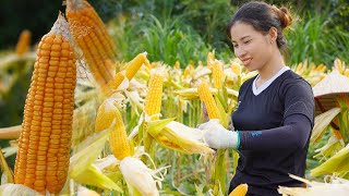 Corn needs to be harvested and stored well for yearround use triệu lily [upl. by Slayton]