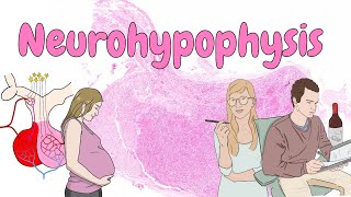 Neurohypophysis  endocrine system histology [upl. by Anavoig]