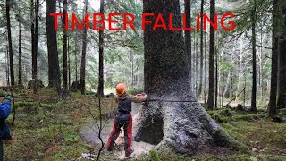 Falling Big Sitka Spruce Trees [upl. by Iloj]