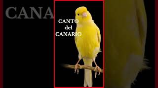 CANTO del CANARIO Versión Shorts 🐤🎶🔊 [upl. by Soirtemed]