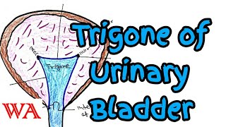 Trigone of Urinary bladder Interior of bladder World of Anatomy [upl. by Floro]