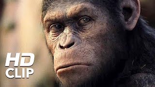 Apes Revolution  Il pianeta delle scimmie  La storia di Caesar  Clip HD  20th Century Fox [upl. by Dachia294]