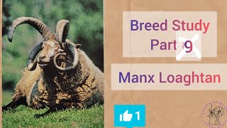 MANX LOAGHTAN  Breed study Part 9 [upl. by Elnukeda]